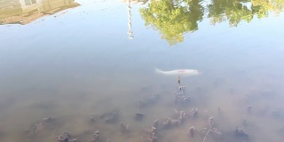 鲤鱼在湖里游水