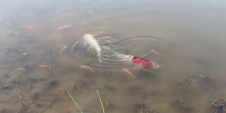 鲤鱼在湖里游水