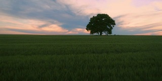 晚霞在绿油油的麦田和寂寞的树，空中视频