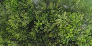 热带丛林。无人机拍摄的棕榈树森林。鸟吹口哨。