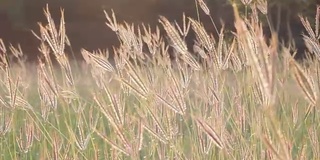 夏日的田野和草花在阳光下摇曳