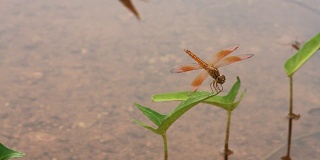 池塘里的牵牛花上有一只橙色的蜻蜓