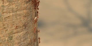 角度上看树枝上的红蚂蚁正把分成几段的食物运往树上。