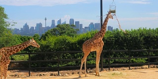 悉尼的长颈鹿，4千块