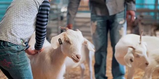 在谷仓里抱着小山羊的女孩