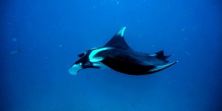罕见的水下近距离接触濒危物种海洋蝠鲼(Manta birostris)