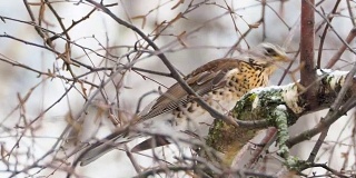 土鳖坐在冰冻的树枝上。冬日森林里五颜六色的鸟的近距离镜头