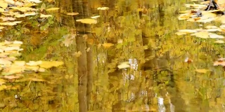树叶在秋天的森林里顺着小溪漂浮