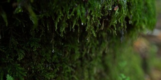 水滴顺着生长在岩石边上的苔藓流下。青苔与水滴相辉映