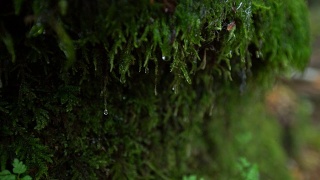 水滴顺着生长在岩石边上的苔藓流下。青苔与水滴相辉映视频素材模板下载