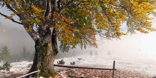 初冬，身后白雪覆盖的树叶