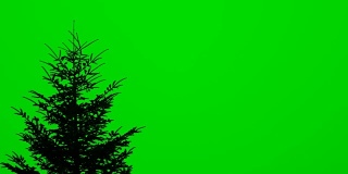 绿色屏风上的一棵高大冷杉的树梢