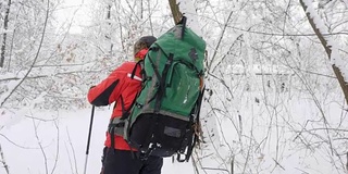 老白人男子使他的方式与远足棍棒通过茂密的雪林。密密麻麻的树木和树根在白雪皑皑的森林里。徒步旅行概念，雪景正落后侧景。60 fps