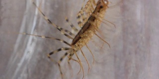 节肢动物是一种普通的flycatcher(拉丁语Scutigera coleoptrata) -蜈蚣的目的Scutigeromorpha。破坏家中所有害虫