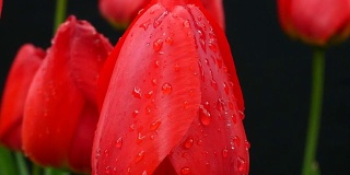 郁金香花的细节与水滴在黑色的背景。放大。