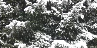 冬季场景-大雪