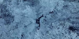 鸟瞰图的积雪覆盖的森林在冬季
