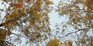 黄色秋天被风吹的