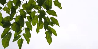 抬头看树枝上的绿叶在多云的天空中飘动。刮风下雨。自然现象，从右向左摆动