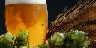 啤酒杯与麦芽和啤酒花。往玻璃杯里倒啤酒。