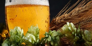 啤酒与啤酒花和大麦。泡沫正在上升。放大。