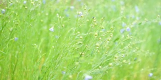 雏菊和草地在雨天的早晨