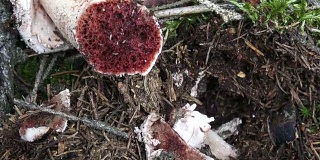 蘑菇白毒伞与蠕虫。采摘蘑菇。