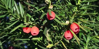 有成熟的红色球果的红豆杉或欧洲红豆杉的特写。