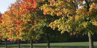 秋天的风景，金秋的树木和落叶。秋天空荡荡的小巷