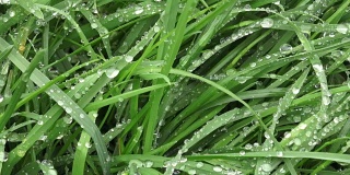 新鲜的绿草与水珠。清晨的露珠落在绿草上。