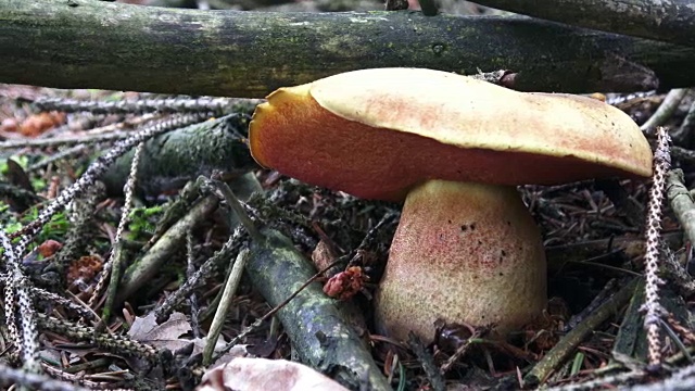 大的棕色蘑菇生长在森林里。在森林里采摘野生蘑菇。
