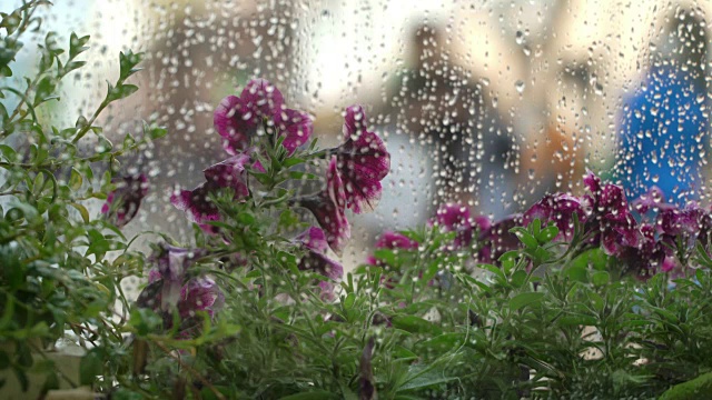 夏日窗外的雨café。雨点落在窗玻璃上，模糊了自然的浅紫色，紫外光花的半色调，美丽的散景在潮湿的城市窗户后面。抽象的剪影，人们走在伞下。概念生活方式现代城市