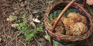 篮子里的可食用蘑菇