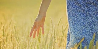 一个女人用手摸着麦田里的麦穗。一位农学家正在触摸麦秆
