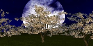 大月亮映衬着樱桃树