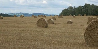 麦田收获后用稻草捆捆。田野上一排一排的稻草捆。农业景观。