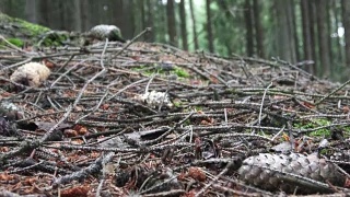 以森林树木为背景的蘑菇。采摘蘑菇。视频素材模板下载