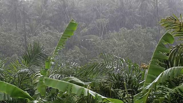 泰国潘干岛，热带风和雨落在绿色的棕榈树叶子上