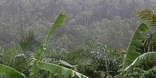 泰国潘干岛，热带风和雨落在绿色的棕榈树叶子上