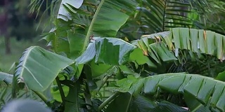 泰国潘干岛，热带风和雨落在绿色的棕榈树叶子上