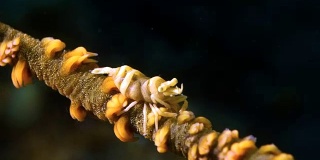 珊瑚虾