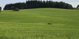 草地和森林。乡村夏季景观与绿色草地和森林