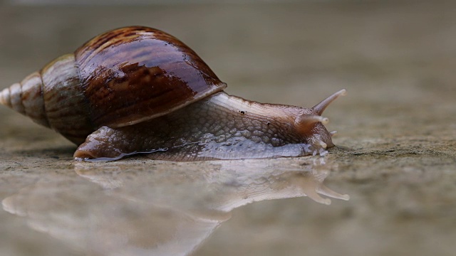 靠近一只棕色蜗牛慢慢地走着或在小水滴下向前移动，分辨率为4K Dci
