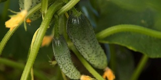 黄瓜收获。植物,蔬菜