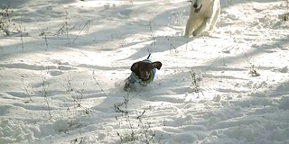 狗在雪中奔跑