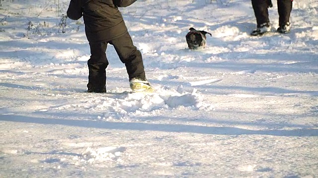 狗在雪中奔跑