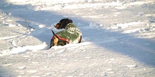 狗在雪中奔跑