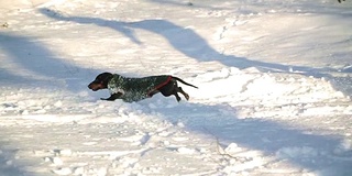 狗在雪中奔跑