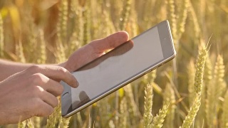 男手触摸麦穗平板电脑。农业技术视频素材模板下载