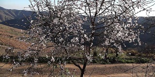 在蓝天下，杏树的枝桠上开满了白色和粉红色的花朵